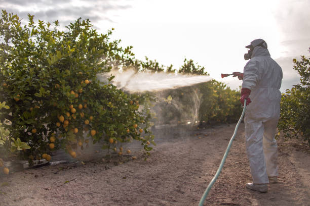 Wasp Removal Services in Willow Oak, FL