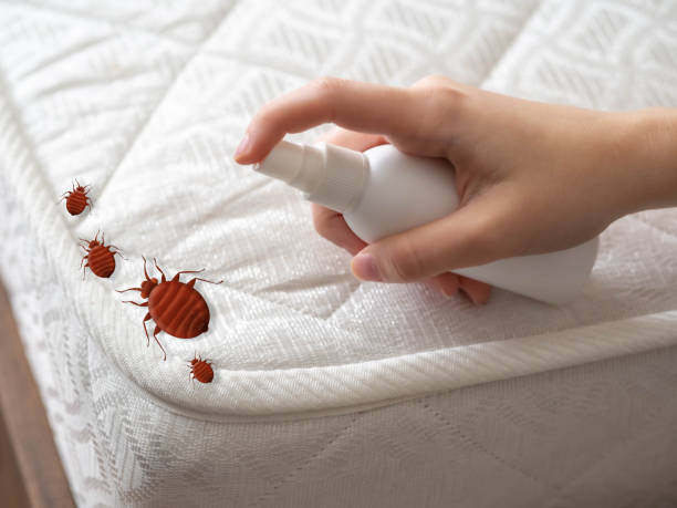 Best Emergency Pest Control  in Willow Oak, FL