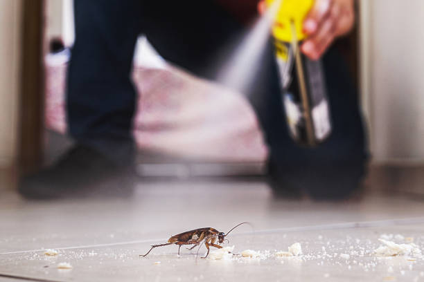 Best Spider Control Near Me  in Willow Oak, FL